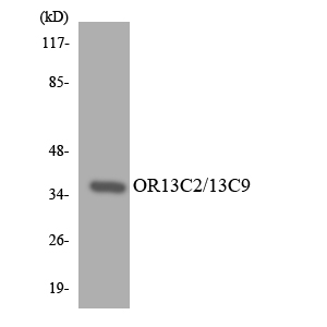 OR13C2+9 Antibody - Western blot analysis of the lysates from K562 cells using OR13C2/13C9 antibody.