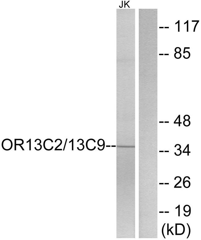 OR13C2+9 Antibody - Western blot analysis of lysates from Jurkat cells, using OR13C2/13C9 Antibody. The lane on the right is blocked with the synthesized peptide.