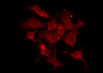 OR13C2+9 Antibody - Staining HeLa cells by IF/ICC. The samples were fixed with PFA and permeabilized in 0.1% Triton X-100, then blocked in 10% serum for 45 min at 25°C. The primary antibody was diluted at 1:200 and incubated with the sample for 1 hour at 37°C. An Alexa Fluor 594 conjugated goat anti-rabbit IgG (H+L) Ab, diluted at 1/600, was used as the secondary antibody.