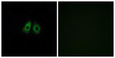 OR13C3 Antibody - Immunofluorescence analysis of A549 cells, using OR13C3 Antibody. The picture on the right is blocked with the synthesized peptide.