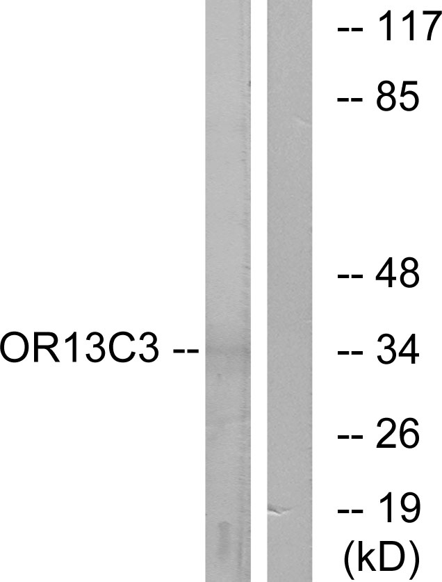 OR13C3 Antibody - Western blot analysis of lysates from LOVO cells, using OR13C3 Antibody. The lane on the right is blocked with the synthesized peptide.
