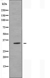 OR13C3 Antibody - Western blot analysis of extracts of LOVO cells using OR13C3 antibody.