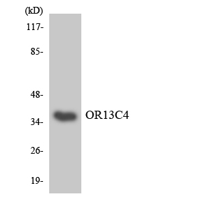 OR13C4 / OR2K1 Antibody - Western blot analysis of the lysates from HepG2 cells using OR13C4 antibody.