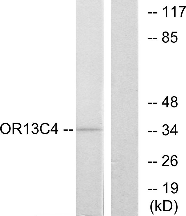 OR13C4 / OR2K1 Antibody - Western blot analysis of lysates from COS7 cells, using OR13C4 Antibody. The lane on the right is blocked with the synthesized peptide.