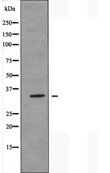 OR13C4 / OR2K1 Antibody - Western blot analysis of extracts of COS-7 cells using OR13C4 antibody.