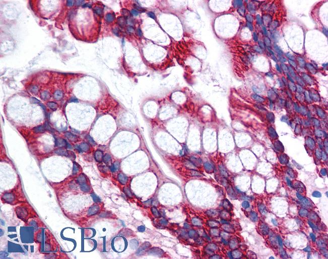 OR13C9 Antibody - Anti-OR13C9 antibody IHC of human small intestine. Immunohistochemistry of formalin-fixed, paraffin-embedded tissue after heat-induced antigen retrieval. Antibody concentration 5 ug/ml.  This image was taken for the unconjugated form of this product. Other forms have not been tested.