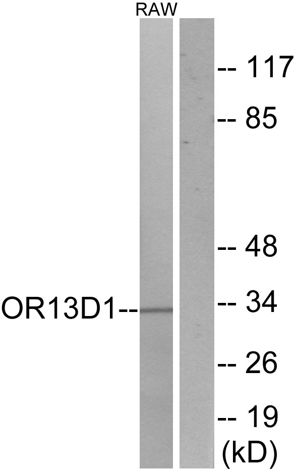 OR13D1 Antibody - Western blot analysis of lysates from RAW264.7 cells, using OR13D1 Antibody. The lane on the right is blocked with the synthesized peptide.