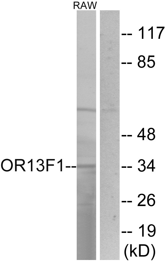 OR13F1 Antibody - Western blot analysis of lysates from RAW264.7 cells, using OR13F1 Antibody. The lane on the right is blocked with the synthesized peptide.
