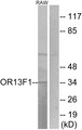 OR13F1 Antibody - Western blot analysis of lysates from RAW264.7 cells, using OR13F1 Antibody. The lane on the right is blocked with the synthesized peptide.