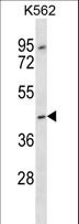 OR13F1 Antibody - OR13F1 Antibody western blot of K562 cell line lysates (35 ug/lane). The OR13F1 antibody detected the OR13F1 protein (arrow).
