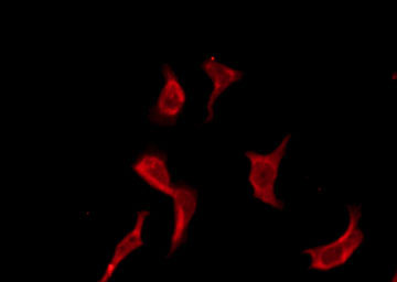 OR13F1 Antibody - Staining RAW264.7 cells by IF/ICC. The samples were fixed with PFA and permeabilized in 0.1% Triton X-100, then blocked in 10% serum for 45 min at 25°C. The primary antibody was diluted at 1:200 and incubated with the sample for 1 hour at 37°C. An Alexa Fluor 594 conjugated goat anti-rabbit IgG (H+L) Ab, diluted at 1/600, was used as the secondary antibody.