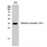 OR13G1 Antibody - Western blot of Olfactory receptor 13G1 antibody