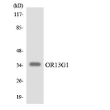 OR13G1 Antibody - Western blot analysis of the lysates from Jurkat cells using OR13G1 antibody.