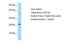 OR13G1 Antibody -  This image was taken for the unconjugated form of this product. Other forms have not been tested.