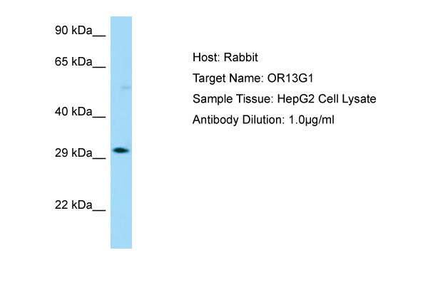 OR13G1 Antibody -  This image was taken for the unconjugated form of this product. Other forms have not been tested.