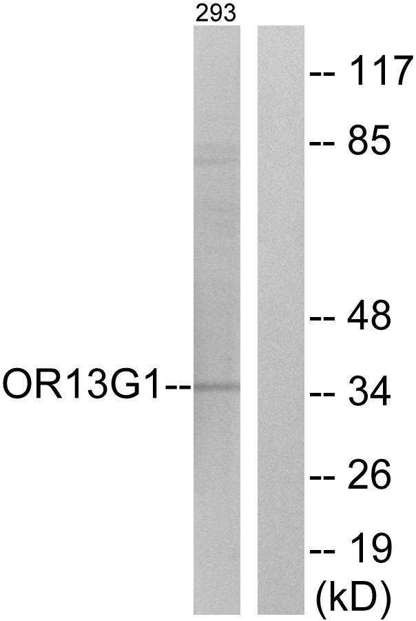 OR13G1 Antibody - Western blot analysis of lysates from 293 cells, using OR13G1 Antibody. The lane on the right is blocked with the synthesized peptide.