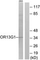 OR13G1 Antibody - Western blot analysis of lysates from 293 cells, using OR13G1 Antibody. The lane on the right is blocked with the synthesized peptide.
