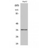 OR13H1 Antibody - Western blot of Olfactory receptor 13H1 antibody