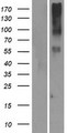 OR14I1 Protein - Western validation with an anti-DDK antibody * L: Control HEK293 lysate R: Over-expression lysate