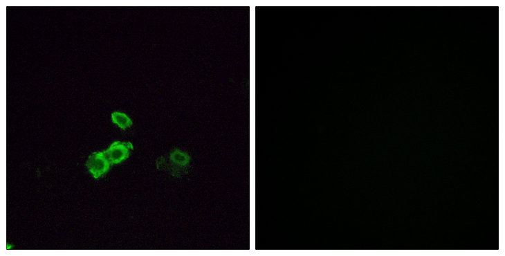 OR14J1 Antibody - Immunofluorescence analysis of MCF7 cells, using OR5U1 Antibody. The picture on the right is blocked with the synthesized peptide.