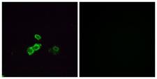 OR14J1 Antibody - Immunofluorescence analysis of MCF7 cells, using OR5U1 Antibody. The picture on the right is blocked with the synthesized peptide.