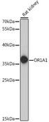 OR1A1 Antibody - Western blot analysis of extracts of rat kidney using OR1A1 Polyclonal Antibody at dilution of 1:1000.
