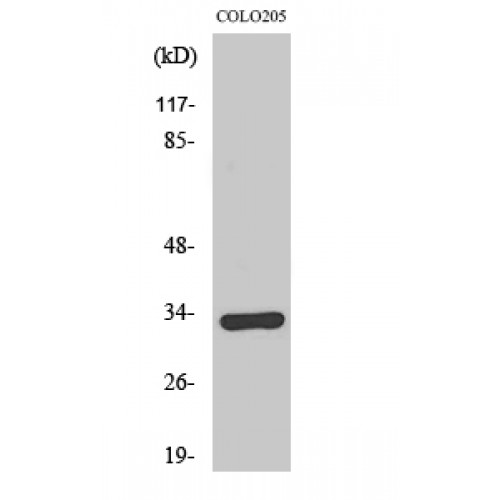 OR1B1 Antibody - Western blot of Olfactory receptor 1B1 antibody