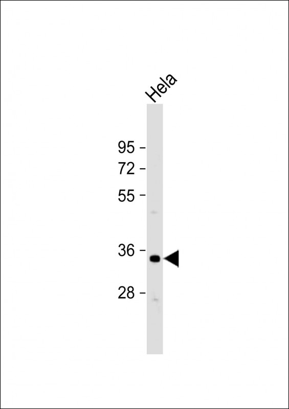 OR1B1 Antibody - Anti-OR1B1 Antibody (Center) at 1:500 dilution + Hela whole cell lysate Lysates/proteins at 20 µg per lane. Secondary Goat Anti-Rabbit IgG, (H+L), Peroxidase conjugated at 1/10000 dilution. Predicted band size: 35 kDa Blocking/Dilution buffer: 5% NFDM/TBST.