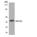 OR1D2 Antibody - Western blot analysis of the lysates from HepG2 cells using OR1D2 antibody.