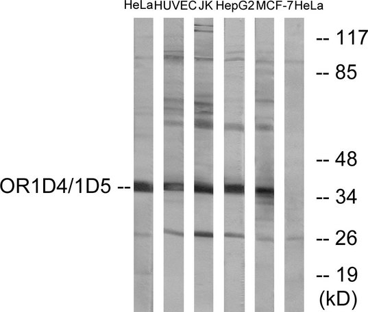 OR1D4+5 Antibody - Western blot analysis of lysates from HeLa, HUVEC, Jurkat, HepG2, and MCF-7 cells, using OR1D4/5 Antibody. The lane on the right is blocked with the synthesized peptide.
