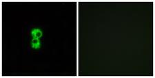 OR1D4+5 Antibody - Peptide - + Immunofluorescence analysis of MCF-7 cells, using OR1D4/1D5 antibody.