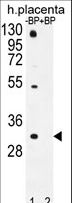 OR1D5 Antibody - Western blot of OR1D5 Antibody antibody pre-incubated without(lane 1) and with(lane 2) blocking peptide in human placenta tissue lysate. OR1D5 Antibody (arrow) was detected using the purified antibody.