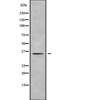 OR1E2 Antibody - Western blot analysis OR1E2 using 293 whole cells lysates