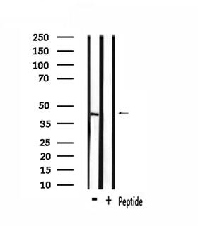 OR1L1 Antibody - Western blot analysis of extracts of mouse brain tissue using OR1L1 antibody.
