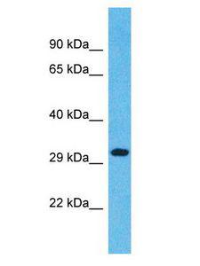 OR1L4 Antibody - OR1L4 antibody Western Blot of PANC1. Antibody dilution: 1 ug/ml.  This image was taken for the unconjugated form of this product. Other forms have not been tested.