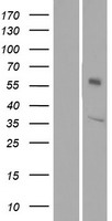 OR1L6 Protein - Western validation with an anti-DDK antibody * L: Control HEK293 lysate R: Over-expression lysate