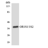 OR1S1+2 Antibody - Western blot analysis of the lysates from HUVECcells using OR1S1/1S2 antibody.