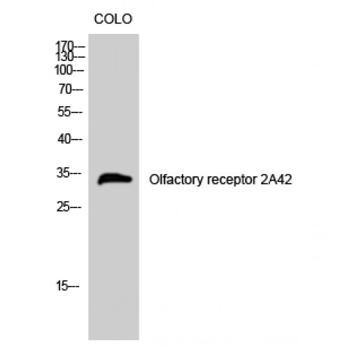OR2A1 Antibody - Western blot of Olfactory receptor 2A42 antibody