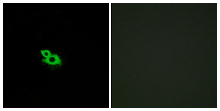 OR2A1 Antibody - Immunofluorescence analysis of MCF7 cells, using OR2A42 Antibody. The picture on the right is blocked with the synthesized peptide.