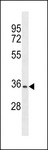 OR2A12 Antibody - OR2A12 Antibody western blot of CEM cell line lysates (35 ug/lane). The OR2A12 antibody detected the OR2A12 protein (arrow).