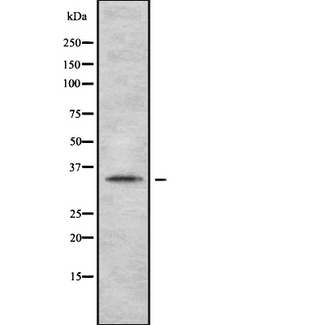 OR2A2 Antibody - Western blot analysis of OR2A2 expression in HEK293 cells. The lane on the left is treated with the antigen-specific peptide.