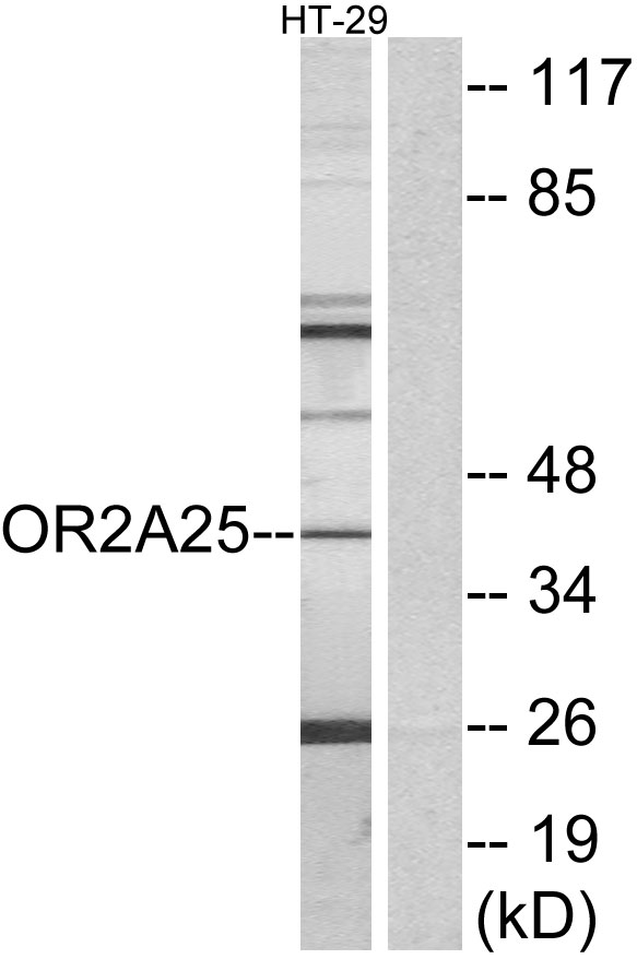 OR2A25 Antibody - Western blot analysis of lysates from HT-29 cells, using OR2A25 Antibody. The lane on the right is blocked with the synthesized peptide.