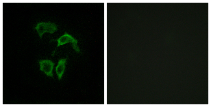 OR2A4 Antibody - Immunofluorescence analysis of HepG2 cells, using OR2A4/2A7 Antibody. The picture on the right is blocked with the synthesized peptide.