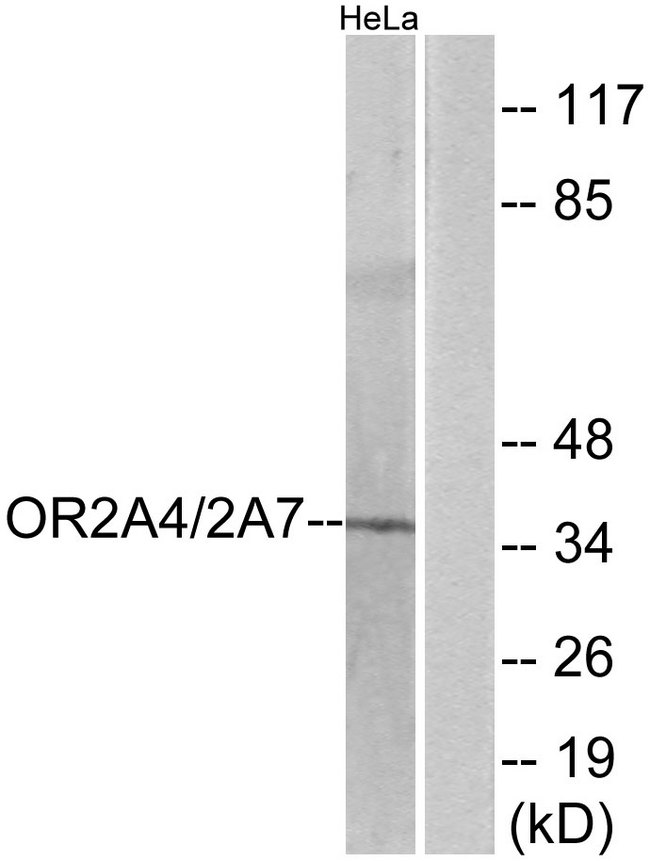 OR2A4 Antibody - Western blot analysis of lysates from HeLa cells, using OR2A4/2A7 Antibody. The lane on the right is blocked with the synthesized peptide.