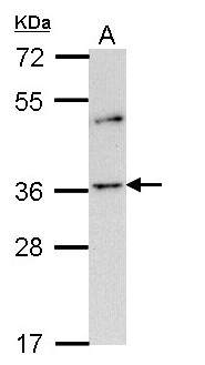 OR2A4 Antibody - Sample (30 ug of whole cell lysate). A: H1299. 10% SDS PAGE. OR2A4 antibody diluted at 1:1000.