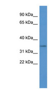 OR2A5 Antibody - OR2A5 antibody Western blot of HT1080 cell lysate.  This image was taken for the unconjugated form of this product. Other forms have not been tested.
