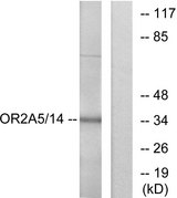 OR2A5+OR2A14 Antibody - Western blot analysis of lysates from K562 cells, using OR2A5/2A14 Antibody. The lane on the right is blocked with the synthesized peptide.