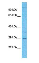 OR2A7 Antibody - OR2A7 antibody Western Blot of HepG2. Antibody dilution: 1 ug/ml.  This image was taken for the unconjugated form of this product. Other forms have not been tested.