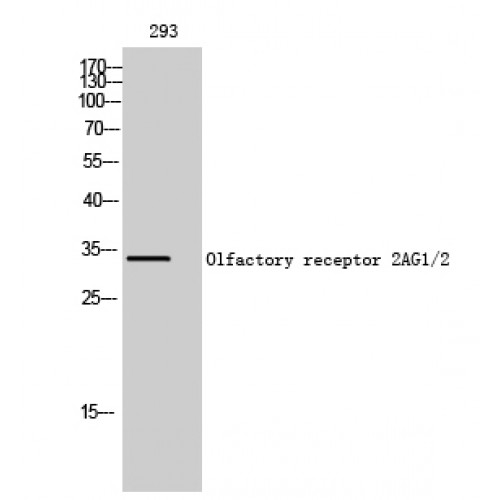 OR2AG1 + OR2AG2 Antibody - Western blot of Olfactory receptor 2AG1/2 antibody