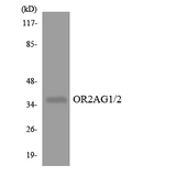 OR2AG1 + OR2AG2 Antibody - Western blot analysis of the lysates from HT-29 cells using OR2AG1/2 antibody.